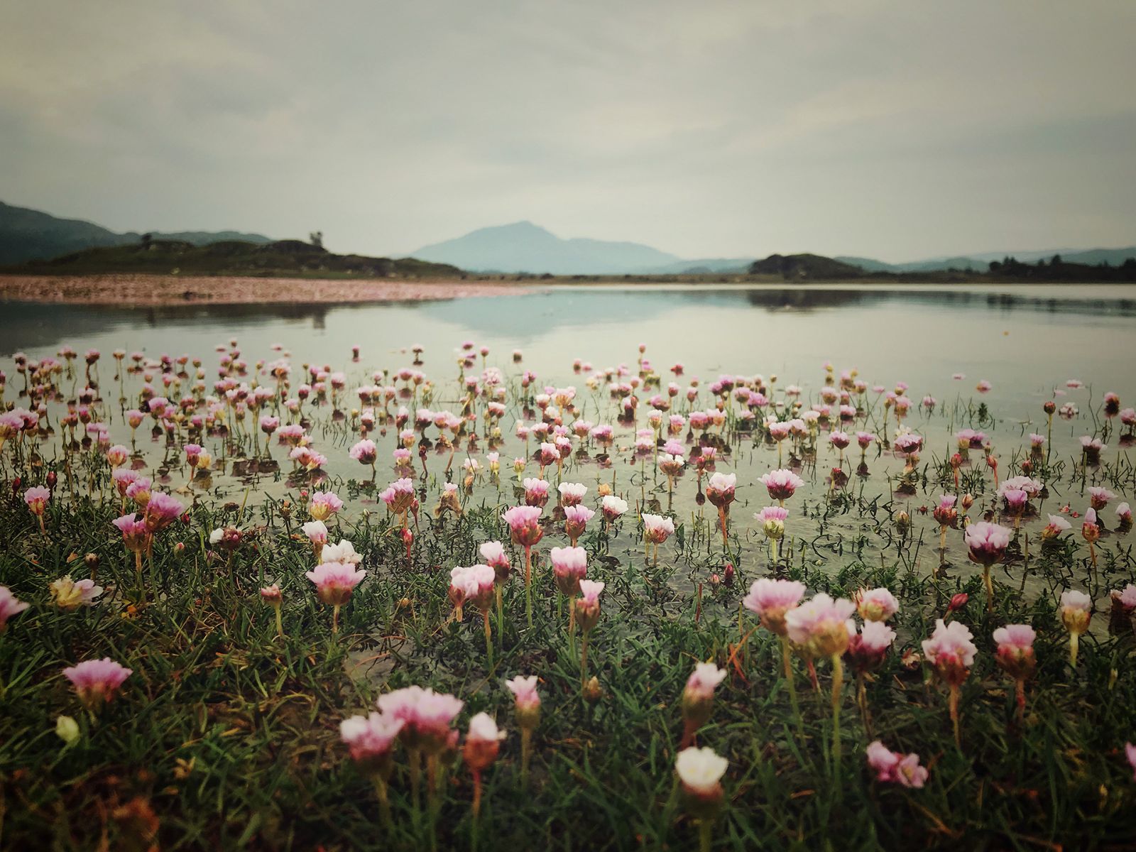 scottish flamingoes by mirjam klever