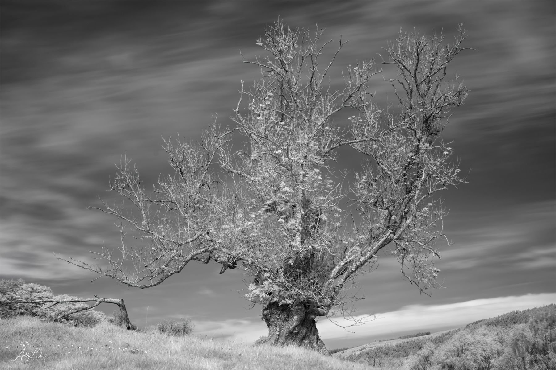 Rising from the Ashes - Andy Lock Photography