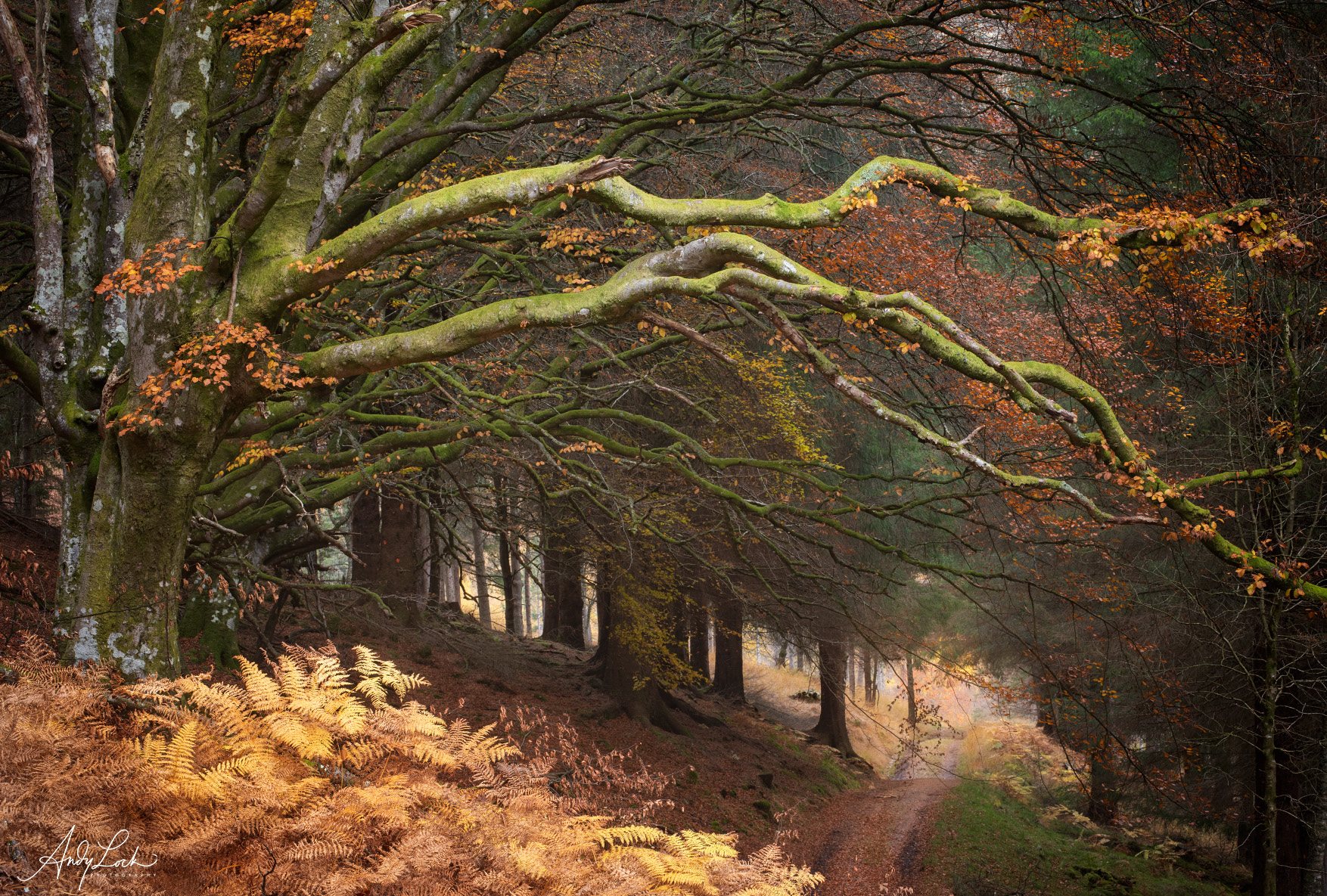 Pathway to Autumn by Andy Lock
