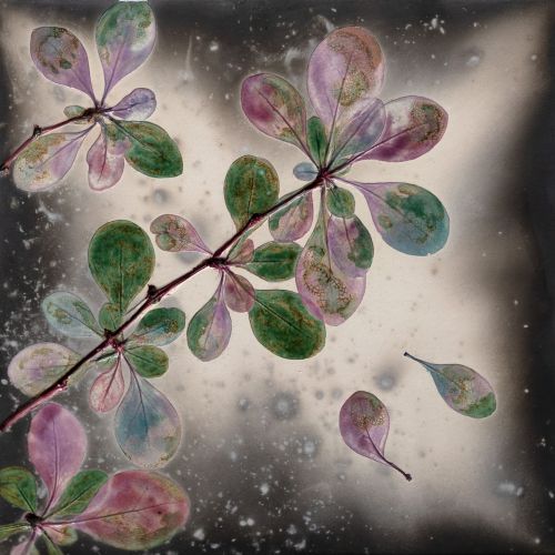 berberis light by helen michie