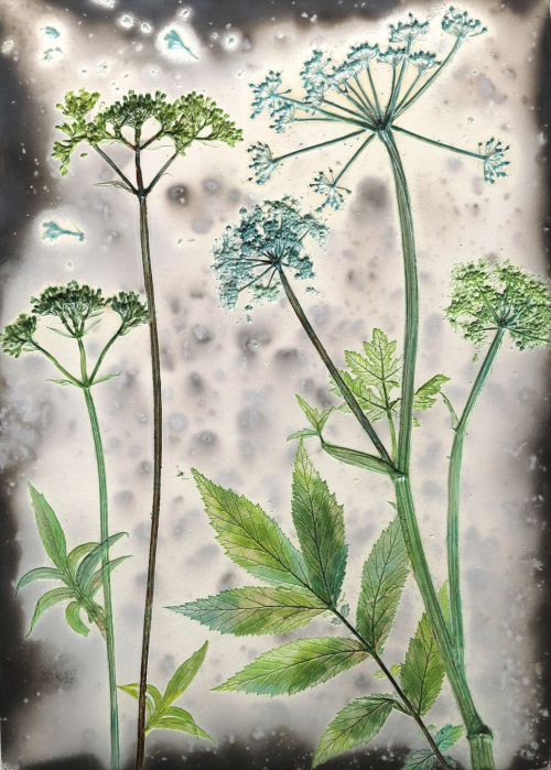 summer cow parsley by helen michie