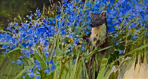 pine marten and bluebells by alan hayman