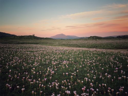 sea pink sunset photographic print by mirjam klever