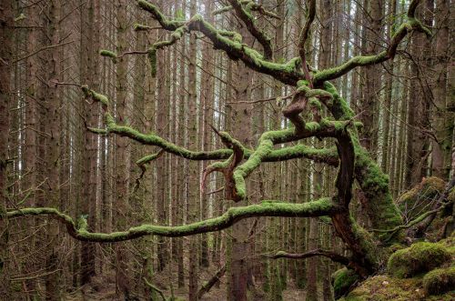 Oak Amongst the Pines by Andy Lock
