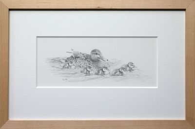 mother mallard with her brood by colin woolf