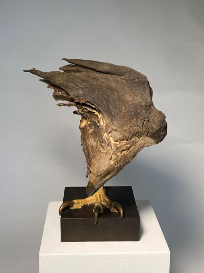 raptor by lucy gray