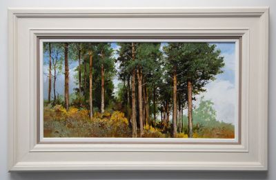 scots pines by alan b hayman