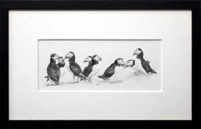 circus of puffins by colin woolf