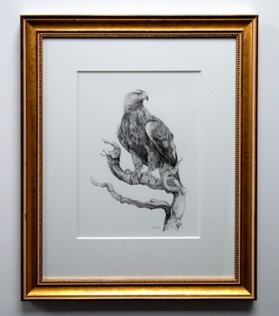 golden eagle on oak by colin woolf