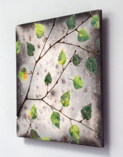 Spring Birch ii | Helen Michie