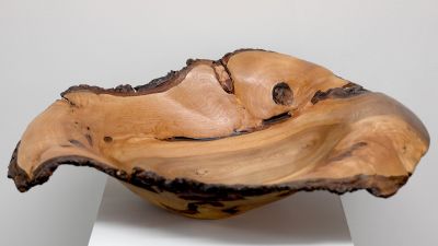 1892 Wych Elm from Fiunary, Morvern | John Hodgson