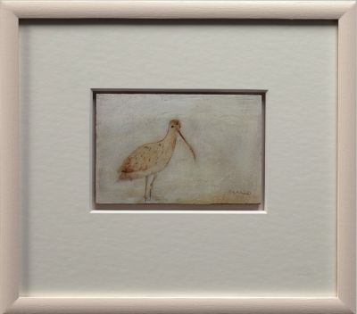 Curlew | Andrew Squire